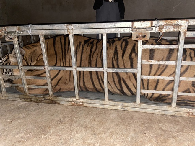 2 người đàn ông vận chuyển một con hổ sống nặng 235 kg - Ảnh 2.