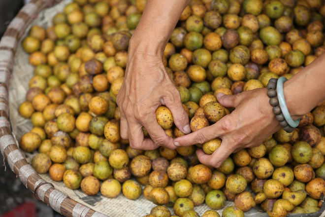 Mùa sấu chín lại về, vàng ánh lên thứ đặc sản độc nhất vô nhị trong nắng thu Hà Nội - Ảnh 2.