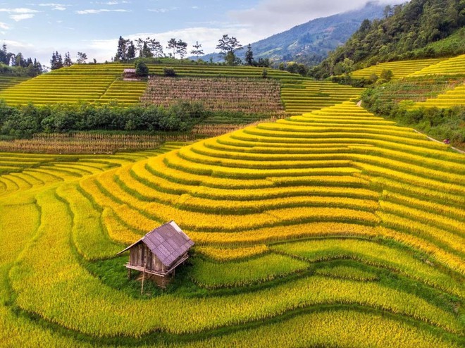 Phát hiện địa điểm ngắm mùa lúa chín đẹp ở Tây Bắc ít ai biết, du khách nhận xét không thua kém gì nước ngoài - Ảnh 3.