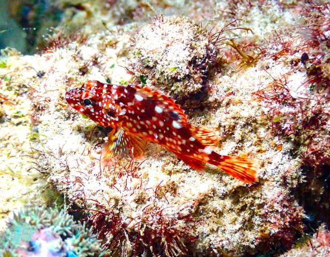 Thưởng ngoạn cảnh si&ecirc;u thực khi lặn biển ngắm san h&ocirc; ở C&ocirc; T&ocirc; - Ảnh 11.