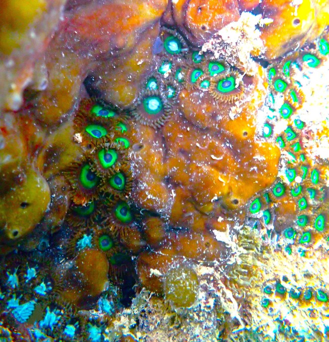 Thưởng ngoạn cảnh si&ecirc;u thực khi lặn biển ngắm san h&ocirc; ở C&ocirc; T&ocirc; - Ảnh 10.