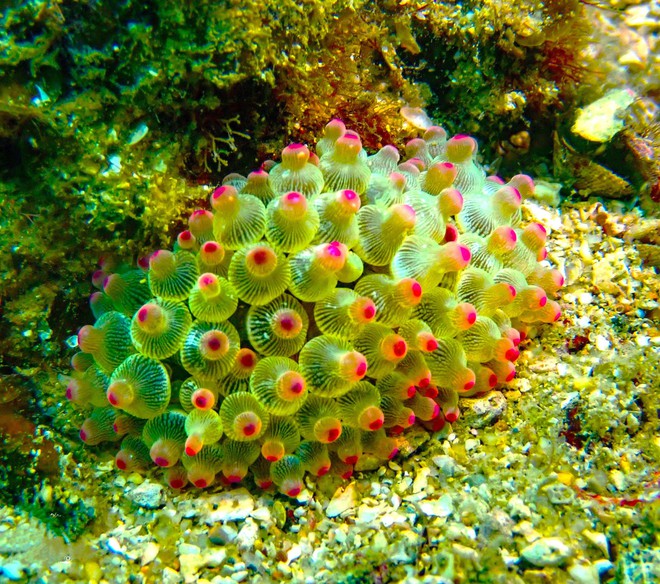 Thưởng ngoạn cảnh si&ecirc;u thực khi lặn biển ngắm san h&ocirc; ở C&ocirc; T&ocirc; - Ảnh 9.