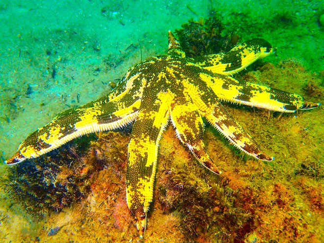 Thưởng ngoạn cảnh si&ecirc;u thực khi lặn biển ngắm san h&ocirc; ở C&ocirc; T&ocirc; - Ảnh 8.