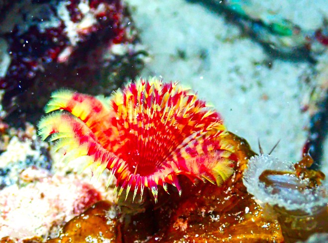 Thưởng ngoạn cảnh si&ecirc;u thực khi lặn biển ngắm san h&ocirc; ở C&ocirc; T&ocirc; - Ảnh 5.