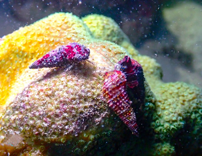 Thưởng ngoạn cảnh si&ecirc;u thực khi lặn biển ngắm san h&ocirc; ở C&ocirc; T&ocirc; - Ảnh 4.