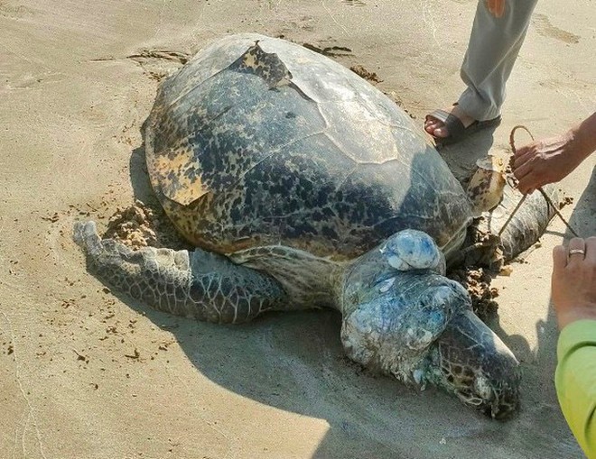 Hình ảnh rùa biển 85kg nghi bị giết để lấy trứng khiến nhiều người bức xúc - Ảnh 4.