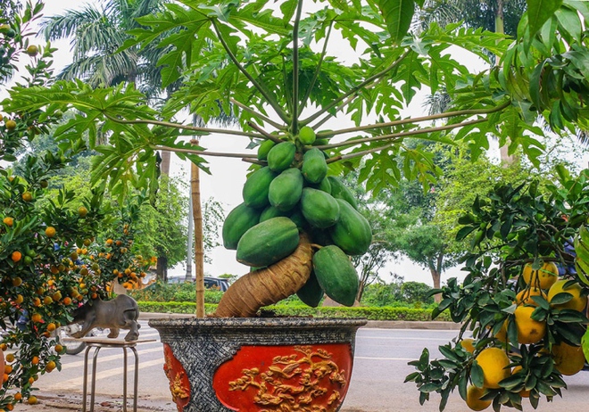 C&oacute; n&ecirc;n trồng c&acirc;y đu đủ trước cửa nh&agrave;? - Ảnh 1.