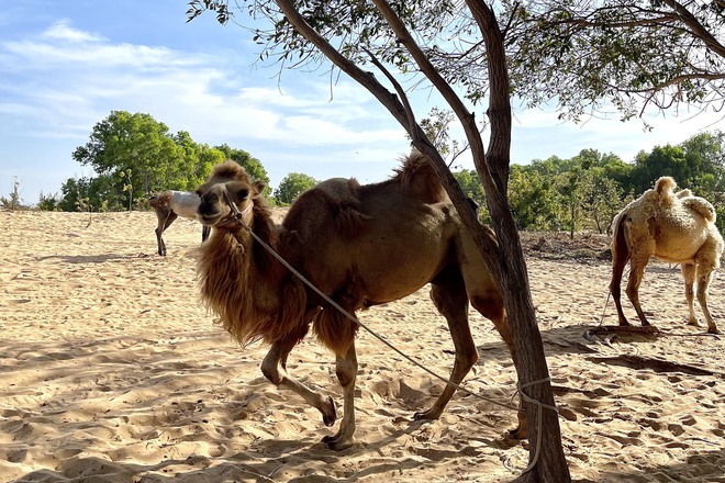 Hãy đặt chân trên Đồi Cát Trắng, thả hồn cảm nhận "tiểu sa mạc Sahara" của Việt Nam - Ảnh 5.