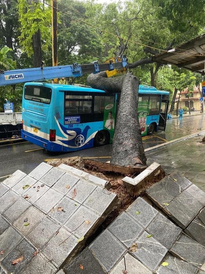 Hà Nội: Cây xà cừ bật gốc trong ngày mưa đè trúng xe buýt - Ảnh 1.