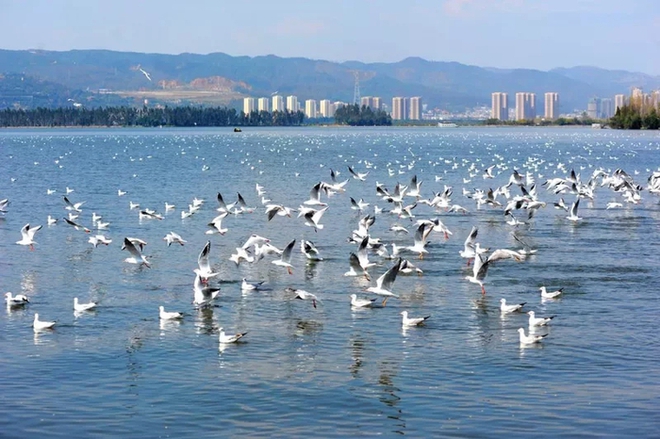 Hàng trăm con cá nhảy lên khỏi mặt hồ ở Trung Quốc, chuyện gì xảy ra? - Ảnh 2.