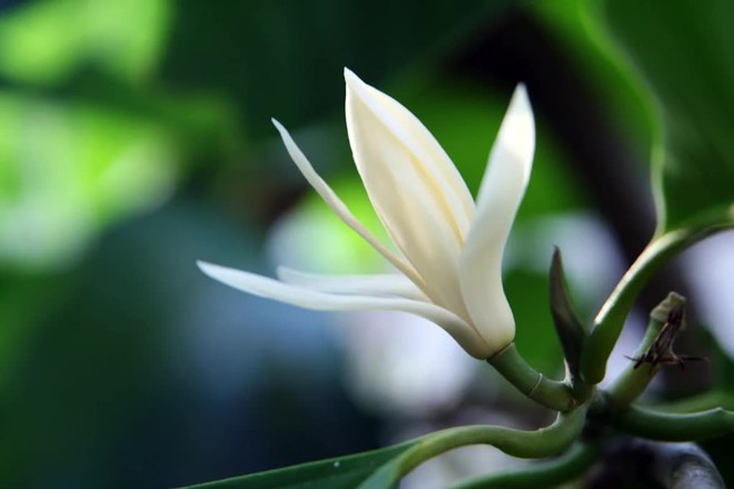 Những loại c&acirc;y n&ecirc;n trồng ở ban c&ocirc;ng để gi&uacute;p nh&agrave; m&aacute;t mẻ - Ảnh 4.