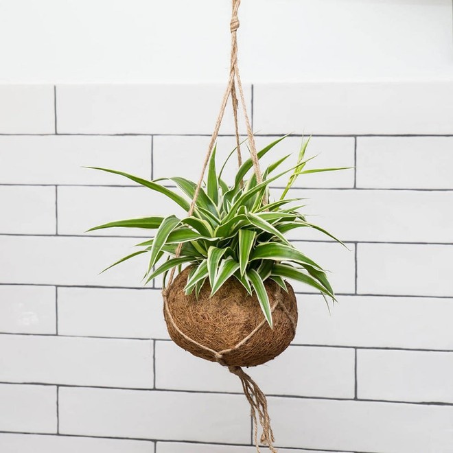 Những loại c&acirc;y n&ecirc;n trồng ở ban c&ocirc;ng để gi&uacute;p nh&agrave; m&aacute;t mẻ - Ảnh 2.