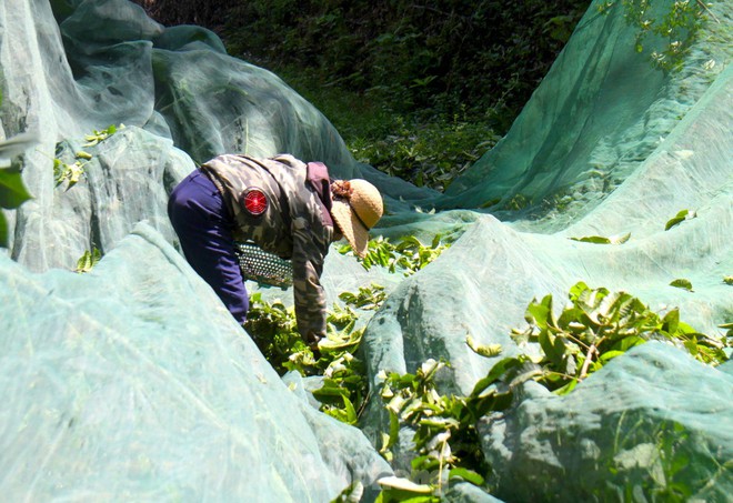 Vàng đen vào mùa, vì sao thương lái ngậm đắng nuốt cay? - Ảnh 6.