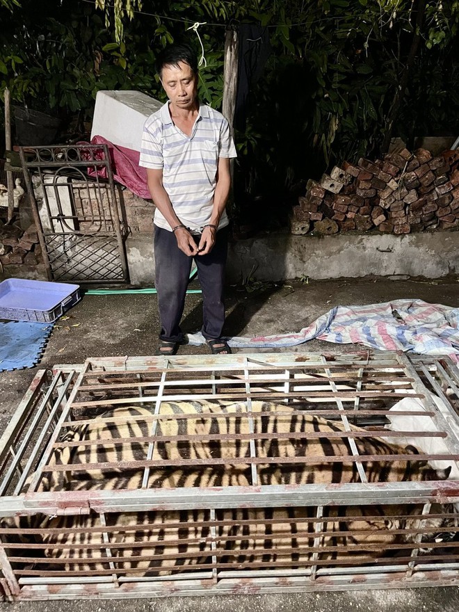 Người đ&agrave;n &ocirc;ng mua hổ nặng 250kg về nấu cao b&aacute;n kiếm lời - Ảnh 1.