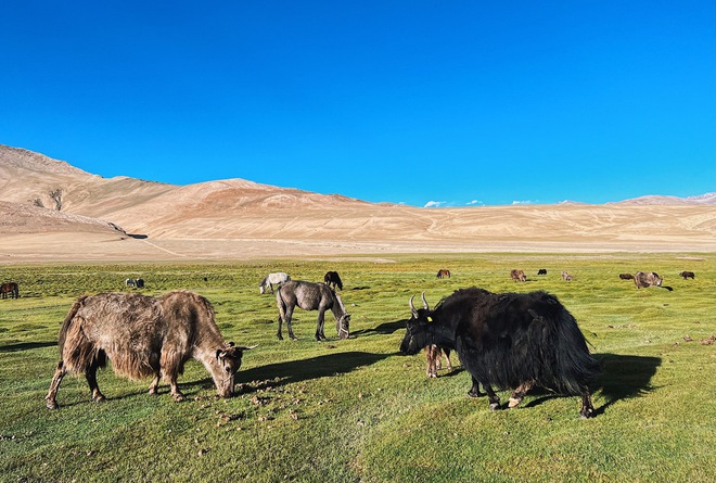 Bước vào thế giới hoang dã của vùng đất tâm linh Ladakh, Ấn Độ - Ảnh 7.