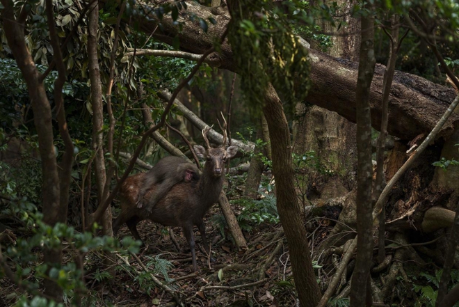 Nhiếp ảnh gia bắt được khoảnh khắc khỉ tận hưởng chuyến đi miễn phí trên lưng hươu trong rừng - Ảnh 1.