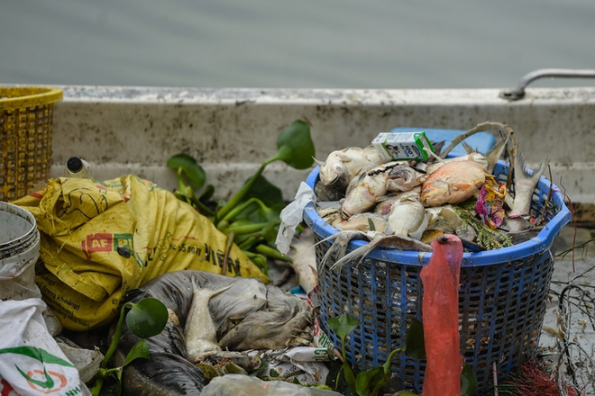 Hà Nội: Người dân nhăn mặt trước cảnh cá chết hàng loạt, bốc mùi hôi thối nồng nặc tại Hồ Tây - Ảnh 14.