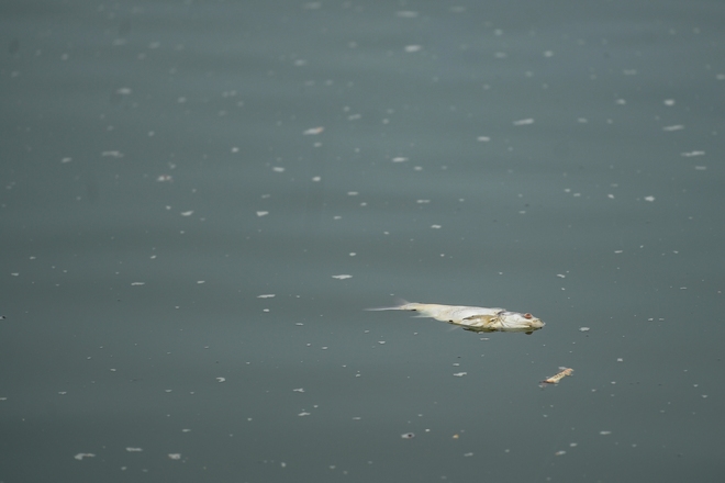 Hà Nội: Người dân nhăn mặt trước cảnh cá chết hàng loạt, bốc mùi hôi thối nồng nặc tại Hồ Tây - Ảnh 5.