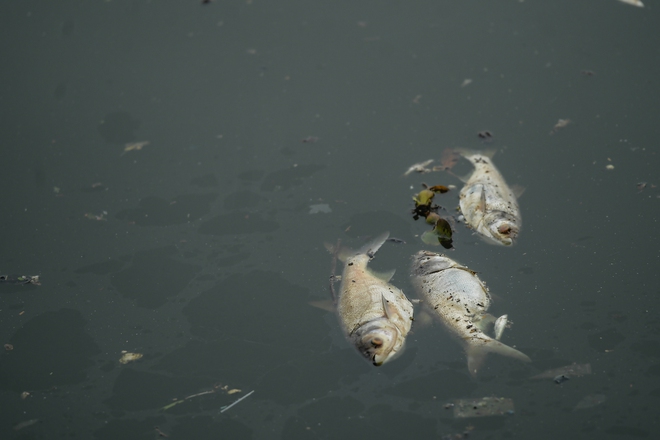 Hà Nội: Người dân nhăn mặt trước cảnh cá chết hàng loạt, bốc mùi hôi thối nồng nặc tại Hồ Tây - Ảnh 4.