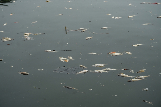 Hà Nội: Người dân nhăn mặt trước cảnh cá chết hàng loạt, bốc mùi hôi thối nồng nặc tại Hồ Tây - Ảnh 3.