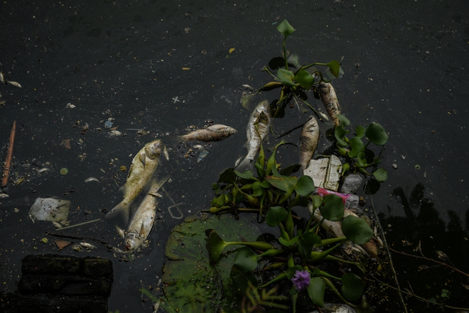 Hà Nội: Người dân nhăn mặt trước cảnh cá chết hàng loạt, bốc mùi hôi thối nồng nặc tại Hồ Tây - Ảnh 2.