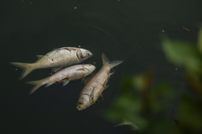 Hà Nội: Người dân nhăn mặt trước cảnh cá chết hàng loạt, bốc mùi hôi thối nồng nặc tại Hồ Tây - Ảnh 12.