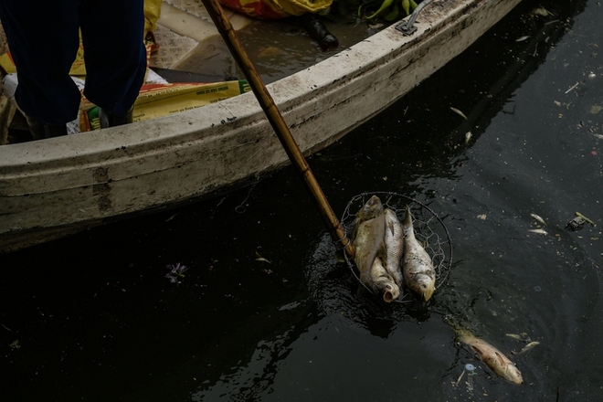 Hà Nội: Người dân nhăn mặt trước cảnh cá chết hàng loạt, bốc mùi hôi thối nồng nặc tại Hồ Tây - Ảnh 10.