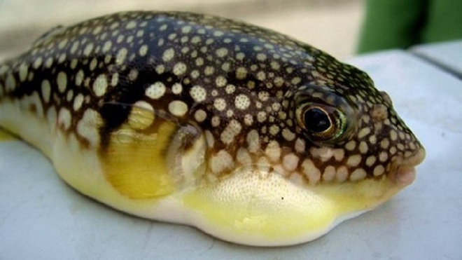 Ăn c&aacute; n&oacute;c, 1 người ở Ninh Thuận tử vong - Ảnh 1.