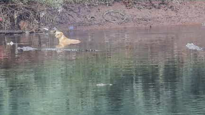 Hy hữu: Bầy cá sấu khổng lồ cứu chú chó hoang giữa dòng nước - Ảnh 2.