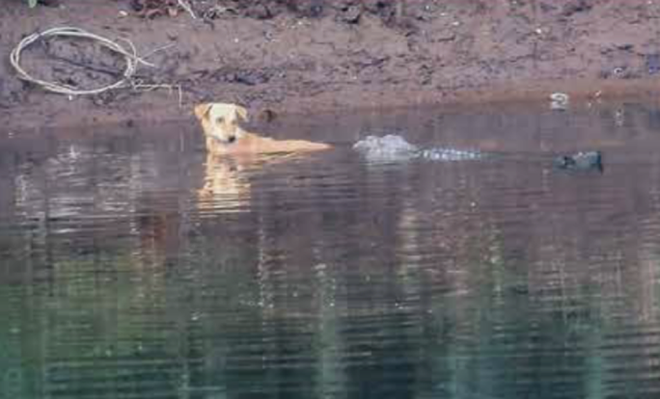 Hy hữu: Bầy cá sấu khổng lồ cứu chú chó hoang giữa dòng nước - Ảnh 1.