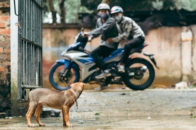 Bình Thuận: Khẩn trương điều tra một đối tượng trộm chó chết chưa rõ nguyên nhân - Ảnh 1.