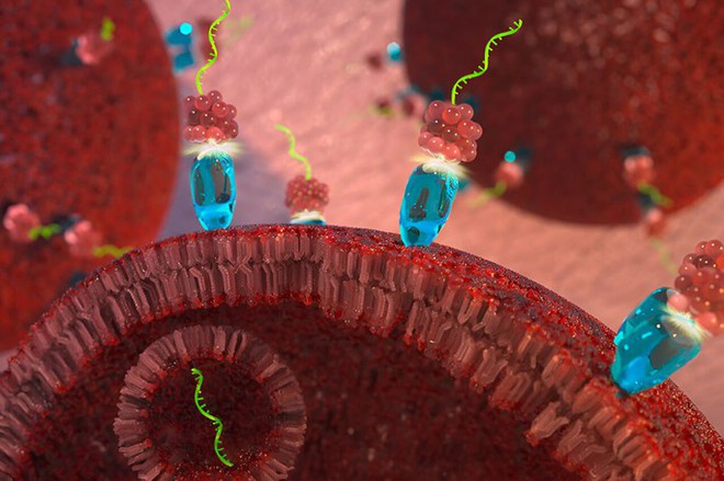 Đột ph&aacute;: T&igrave;m ra c&aacute;ch đảo ngược sự ph&aacute;t triển của ung thư - Ảnh 1.