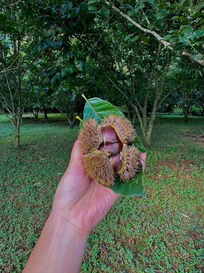 Mùa thu vào rừng thu hoạch hạt dẻ ở các địa điểm cách Hà Nội nhiều nhất 5 tiếng chạy xe - Ảnh 2. Mùa thu vào rừng thu hoạch hạt dẻ ở các địa điểm cách Hà Nội nhiều nhất 5 tiếng chạy xe - Ảnh 2.