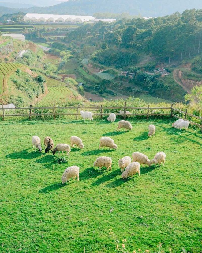 Chika Farm Đà Lạt bất ngờ thông báo đóng cửa dù đang đông khách, khiến dân tình vô cùng hoang mang- Ảnh 2.