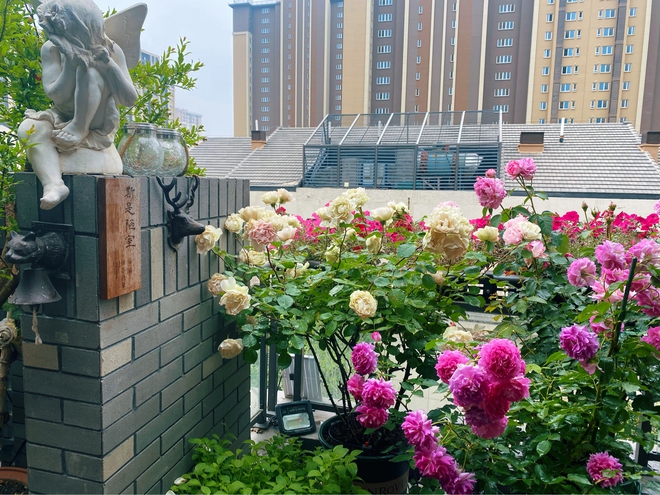 Chi hơn 70 triệu để cải tạo s&acirc;n thượng, cặp vợ chồng c&oacute; kết quả mỹ m&atilde;n với khu vườn 25m&sup2; xanh mướt mắt - Ảnh 11.