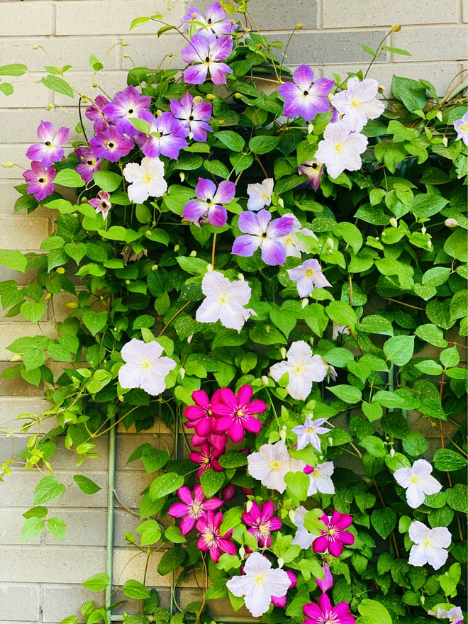 Chi hơn 70 triệu để cải tạo s&acirc;n thượng, cặp vợ chồng c&oacute; kết quả mỹ m&atilde;n với khu vườn 25m&sup2; xanh mướt mắt - Ảnh 16.