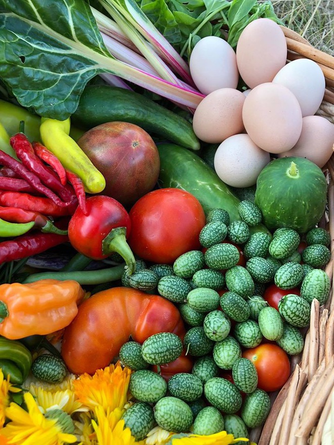 Bà mẹ 2 con từ chối công việc thành phố, cùng gia đình về quê trồng cả vườn rau đẹp như tranh vẽ - Ảnh 8.