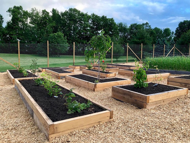 Bà mẹ 2 con từ chối công việc thành phố, cùng gia đình về quê trồng cả vườn rau đẹp như tranh vẽ - Ảnh 3.