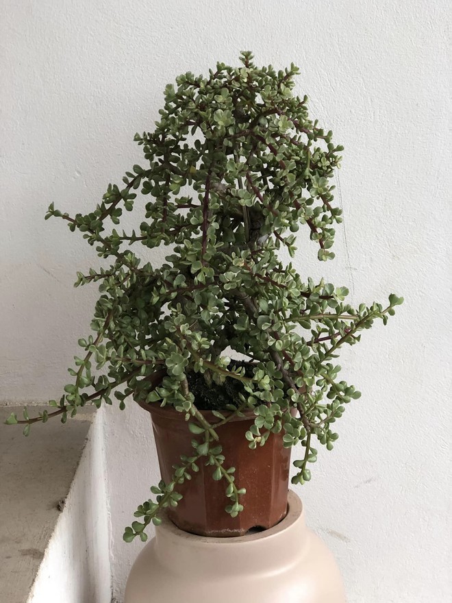 Xu hướng chơi sen đá ngày càng “ngốn tiền” của hội chị em, đến đám cưới người nổi tiếng cũng tiêu tốn không ít vì đẹp như hoa nhập - Ảnh 8.