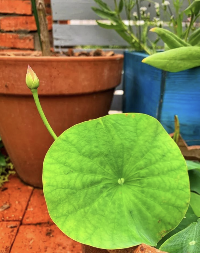 Ngắm khu vườn s&acirc;n thượng rộng 35m2, nơi bạn c&oacute; thể ngồi giữa &ldquo;biển&rdquo; hoa v&agrave; thưởng thức tr&agrave; chiều - Ảnh 20.