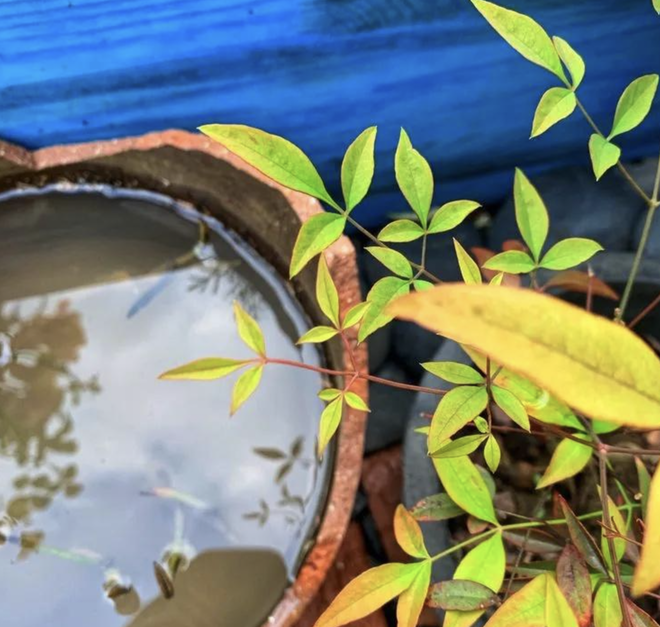 Ngắm khu vườn s&acirc;n thượng rộng 35m2, nơi bạn c&oacute; thể ngồi giữa &ldquo;biển&rdquo; hoa v&agrave; thưởng thức tr&agrave; chiều - Ảnh 19.