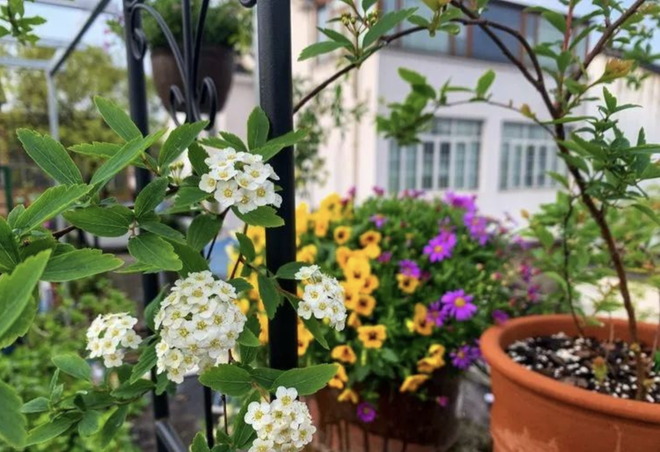 Ngắm khu vườn s&acirc;n thượng rộng 35m2, nơi bạn c&oacute; thể ngồi giữa &ldquo;biển&rdquo; hoa v&agrave; thưởng thức tr&agrave; chiều - Ảnh 9.