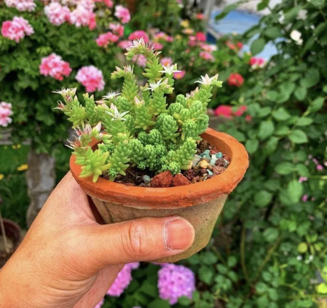 Ngắm khu vườn s&acirc;n thượng rộng 35m2, nơi bạn c&oacute; thể ngồi giữa &ldquo;biển&rdquo; hoa v&agrave; thưởng thức tr&agrave; chiều - Ảnh 29.