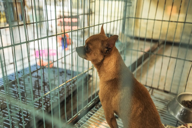 Đến thăm trạm cứu hộ chó mèo của các bạn sinh viên ở Hà Nội: Các bé được nhận về đây đều trong tình trạng hoảng loạn - Ảnh 3.