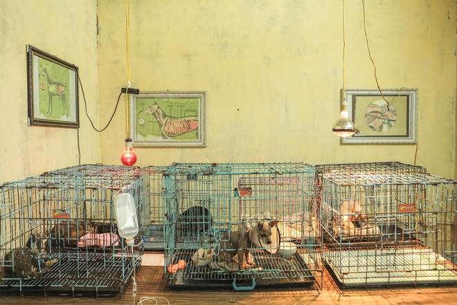 Đến thăm trạm cứu hộ chó mèo của các bạn sinh viên ở Hà Nội: Các bé được nhận về đây đều trong tình trạng hoảng loạn - Ảnh 2.