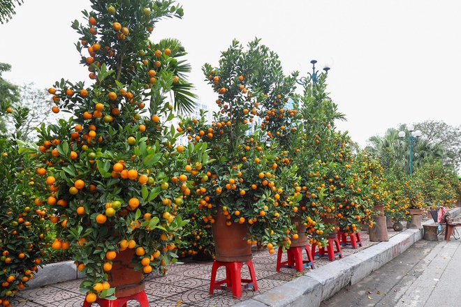 H&agrave; Nội: Cặp quất d&aacute;ng rồng hơn 200 triệu đồng xuống phố, chờ đại gia chi tiền - Ảnh 15.