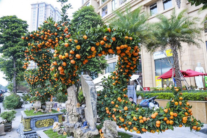 H&agrave; Nội: Cặp quất d&aacute;ng rồng hơn 200 triệu đồng xuống phố, chờ đại gia chi tiền - Ảnh 3.