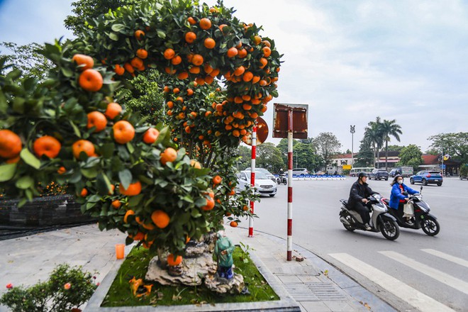 H&agrave; Nội: Cặp quất d&aacute;ng rồng hơn 200 triệu đồng xuống phố, chờ đại gia chi tiền - Ảnh 2.