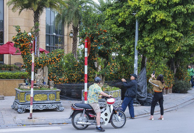 H&agrave; Nội: Cặp quất d&aacute;ng rồng hơn 200 triệu đồng xuống phố, chờ đại gia chi tiền - Ảnh 1.