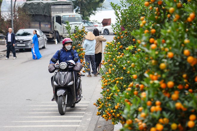 H&agrave; Nội: Cặp quất d&aacute;ng rồng hơn 200 triệu đồng xuống phố, chờ đại gia chi tiền - Ảnh 14.